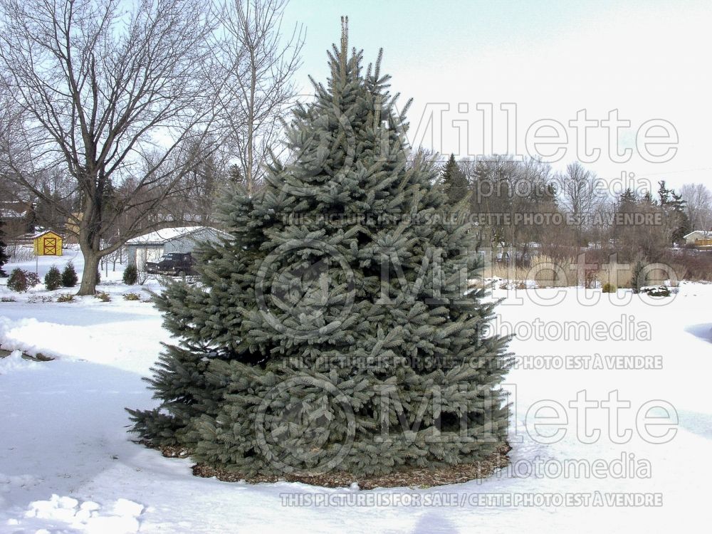 Picea Fat Albert (Serbian spruce Mountain Spruce conifer) 7