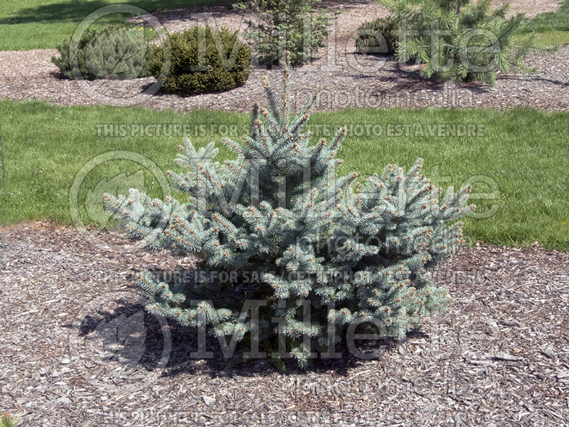 Picea Fat Albert (Serbian spruce Mountain Spruce conifer) 5 