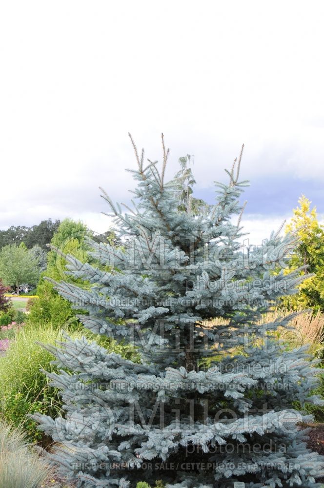 Picea Florence (Serbian spruce Mountain Spruce conifer) 1 