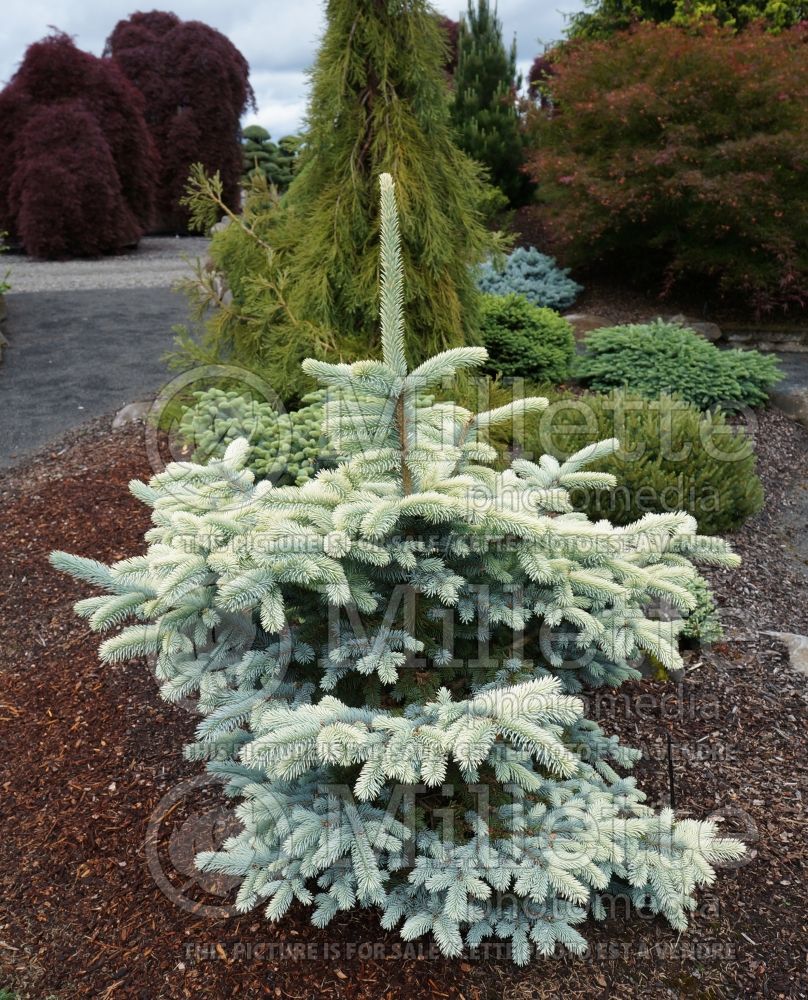 Picea Fruhlingsgold (Serbian spruce Mountain Spruce conifer) 1