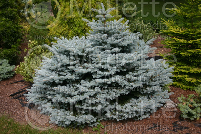 Picea Glauca Globosa (Spruce conifer)  2 