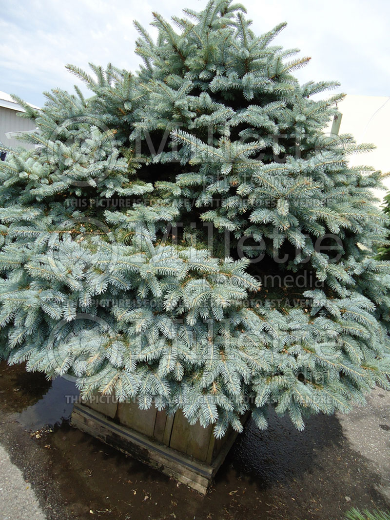 Picea Glauca Globosa (Spruce conifer)  1