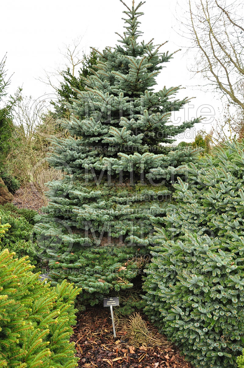 Picea Glauca Globosa (Spruce conifer)  10