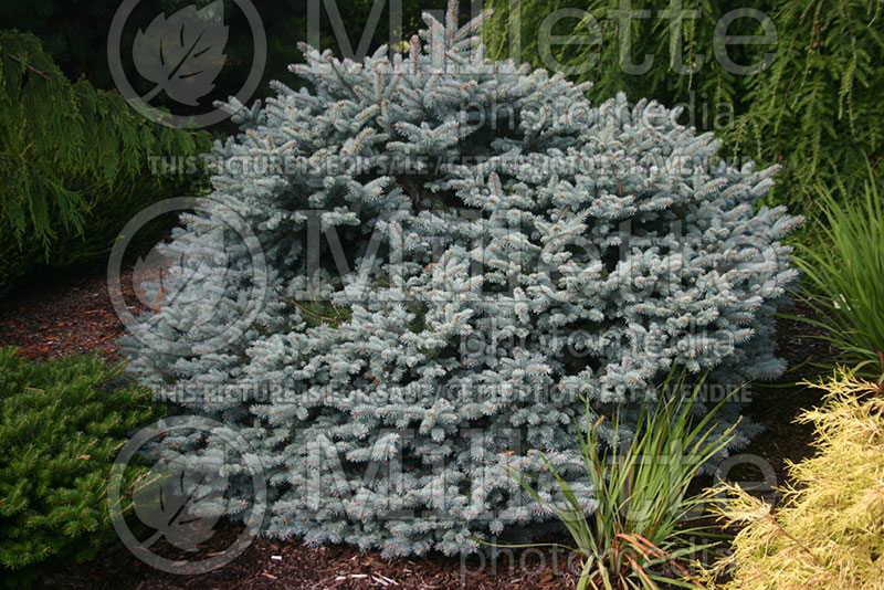 Picea Glauca Globosa Nana (Spruce conifer)  1