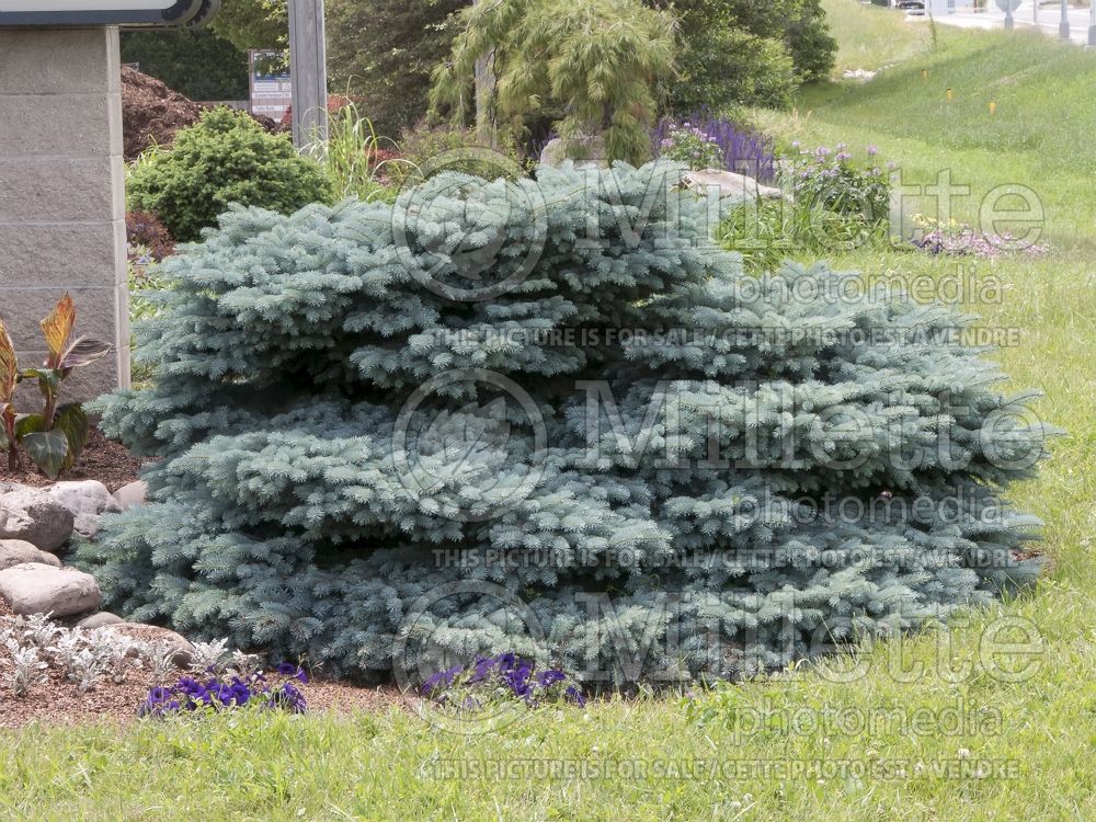 Picea Glauca Globosa (Spruce conifer)  11