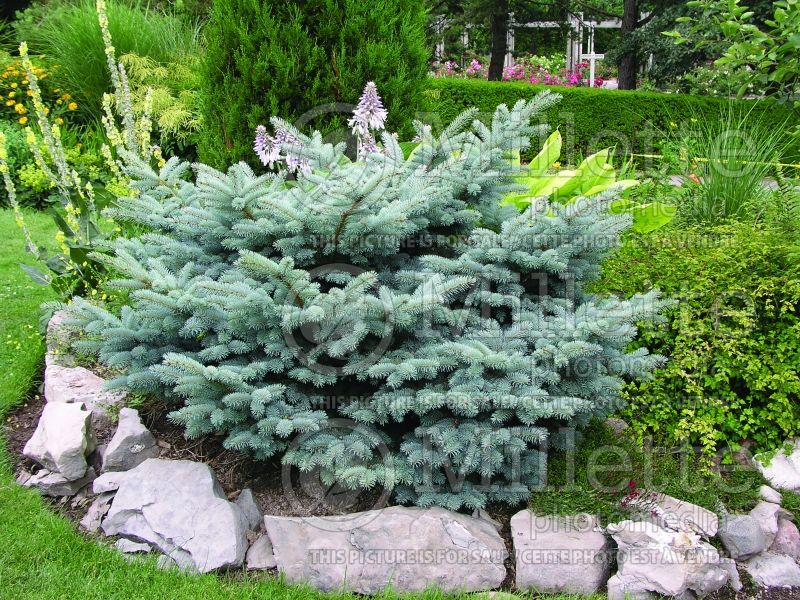 Picea Glauca Globosa (Spruce conifer)  14