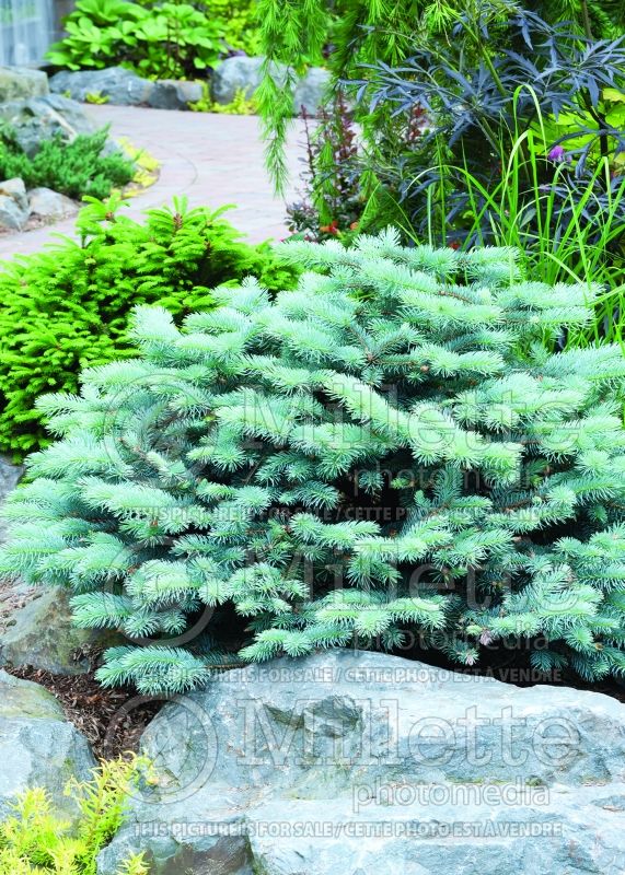 Picea Glauca Globosa (Spruce conifer)  15