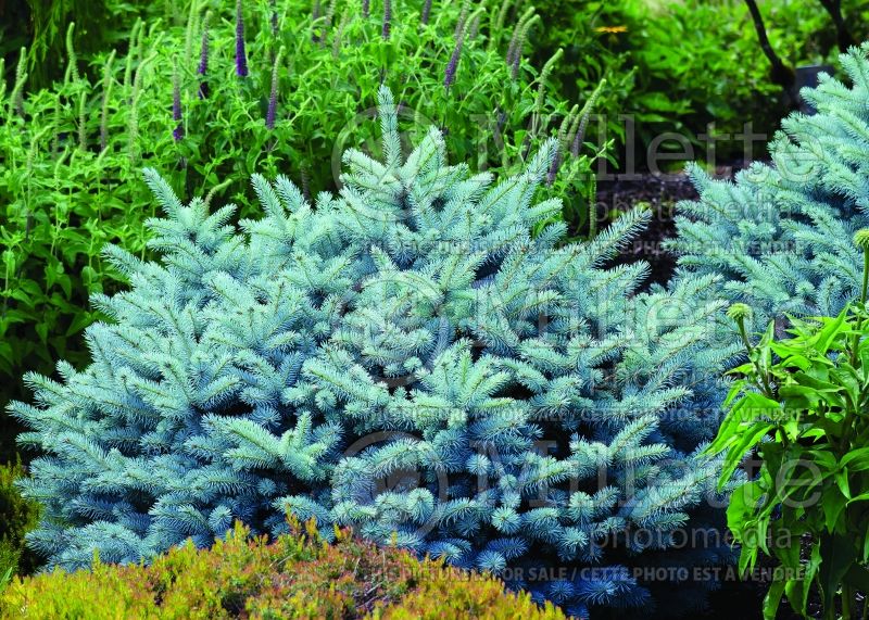 Picea Glauca Globosa (Spruce conifer)  12