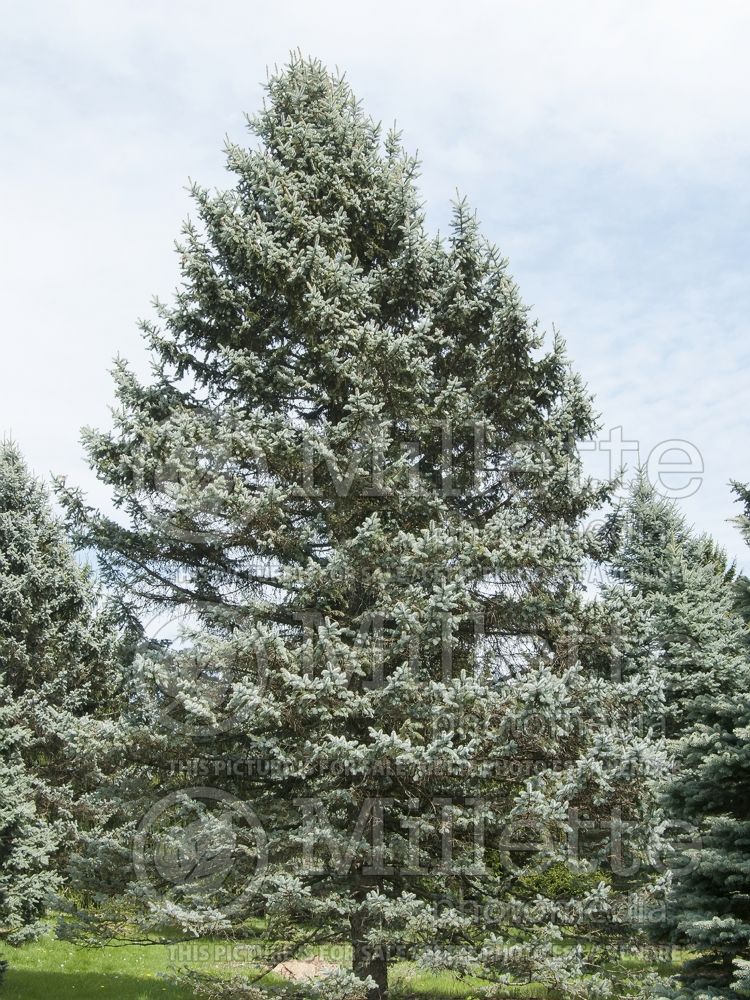 Picea Hoopsii (Serbian spruce Mountain Spruce conifer) 2