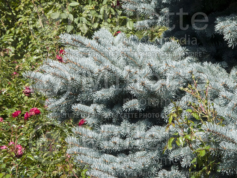 Picea Hunnewelliana (Serbian spruce Mountain Spruce conifer) 2 