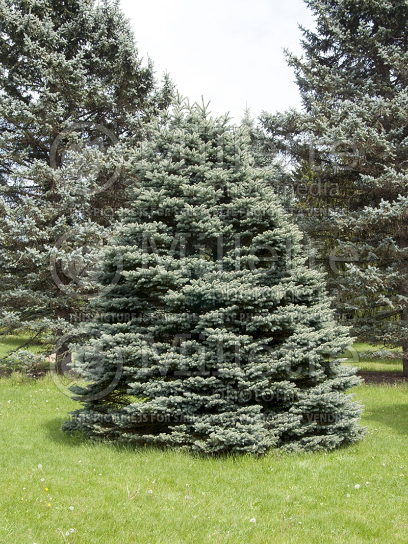 Picea Hunnewelliana (Serbian spruce Mountain Spruce conifer) 3 