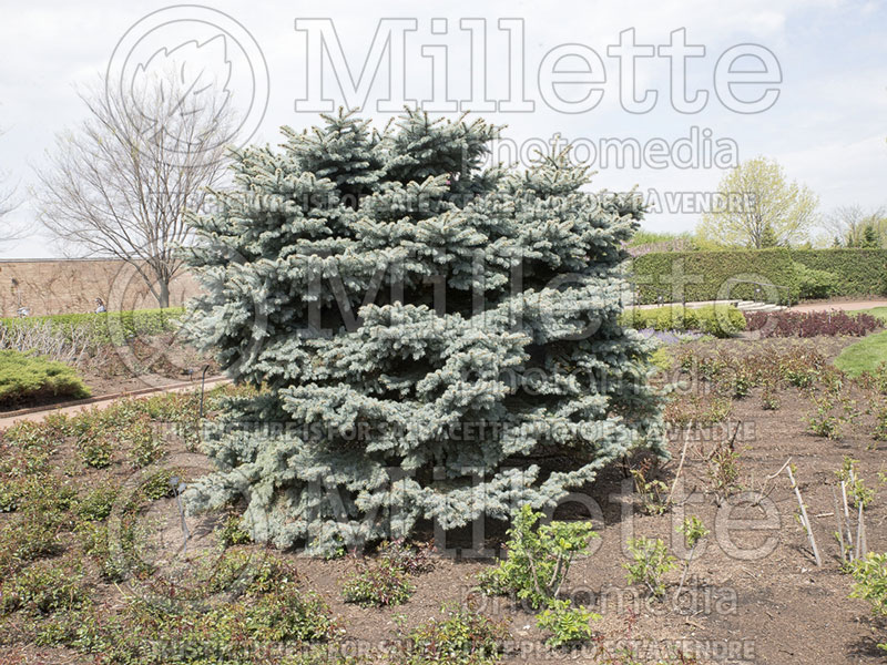 Picea Hunnewelliana (Serbian spruce Mountain Spruce conifer) 4 