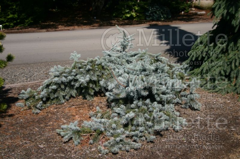 Picea Glauca Procumbens (Serbian spruce Mountain Spruce conifer) 2 