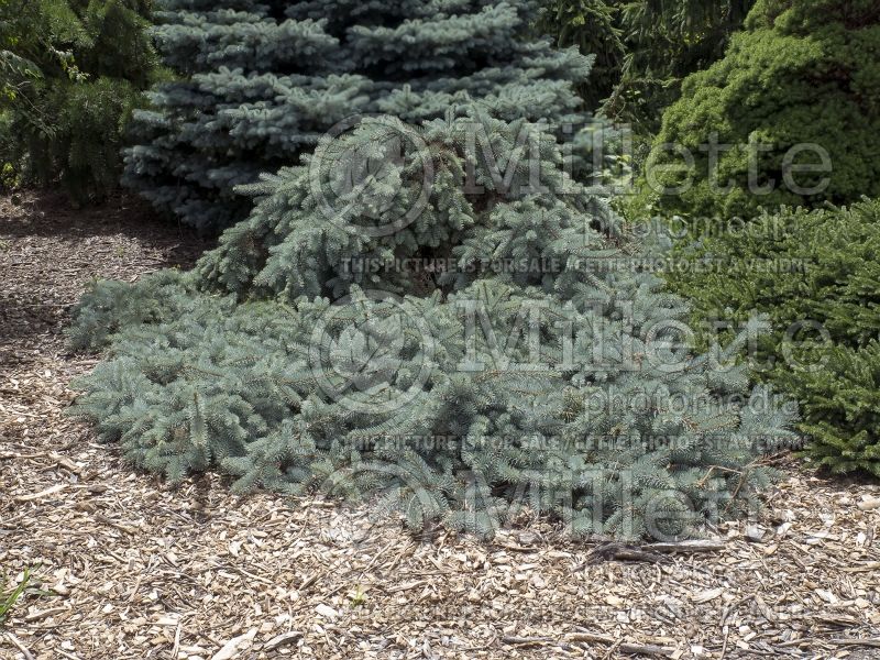 Picea Glauca Procumbens (Serbian spruce Mountain Spruce conifer) 3 