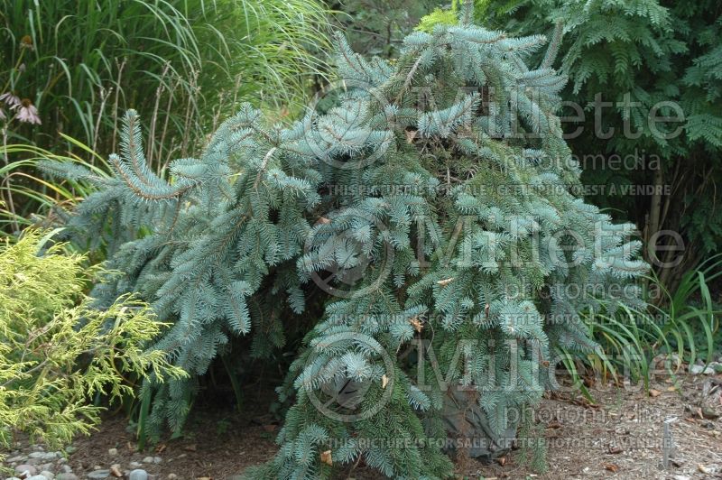 Picea Glauca Procumbens (Serbian spruce Mountain Spruce conifer) 4 