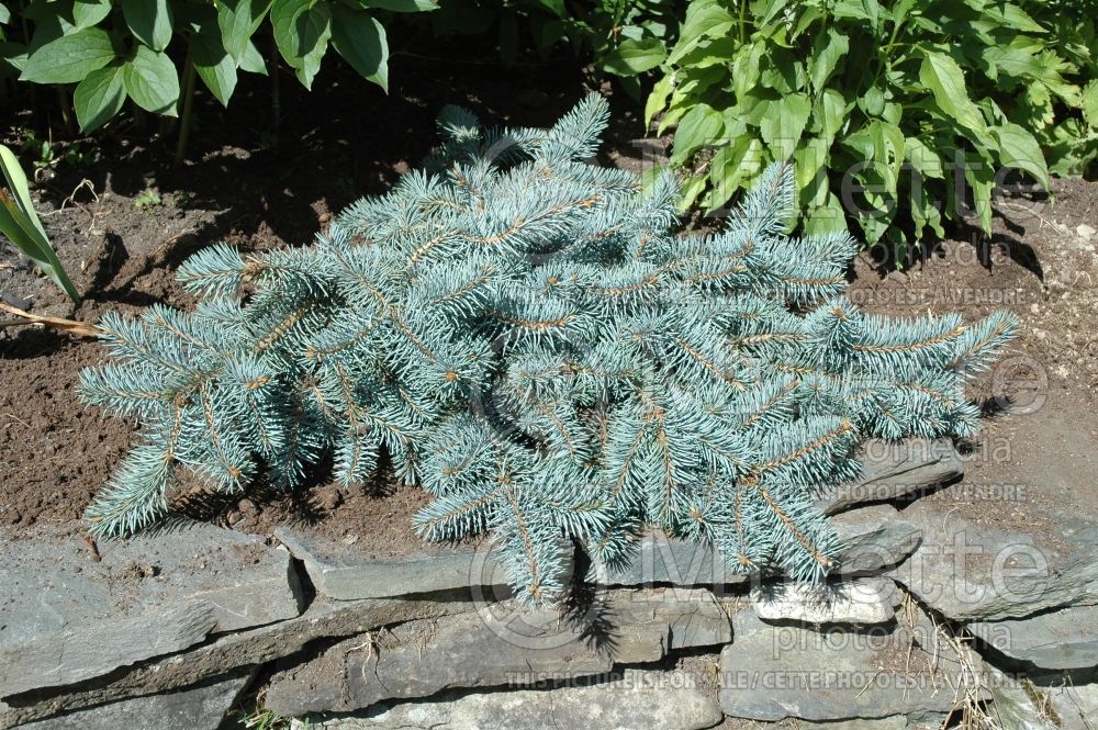 Picea Glauca Procumbens (Serbian spruce Mountain Spruce conifer) 8 