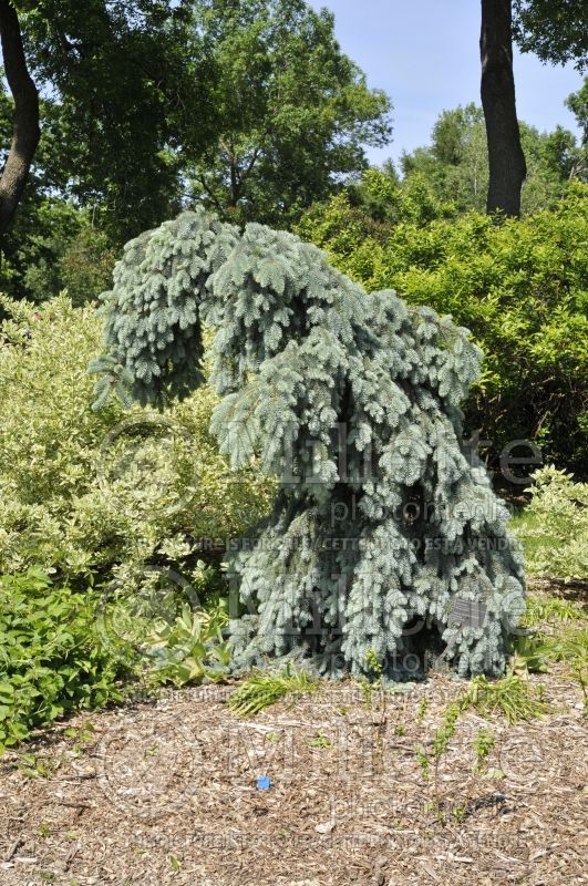 Picea Glauca Slenderina Pendula (Serbian spruce Mountain Spruce conifer) 2 