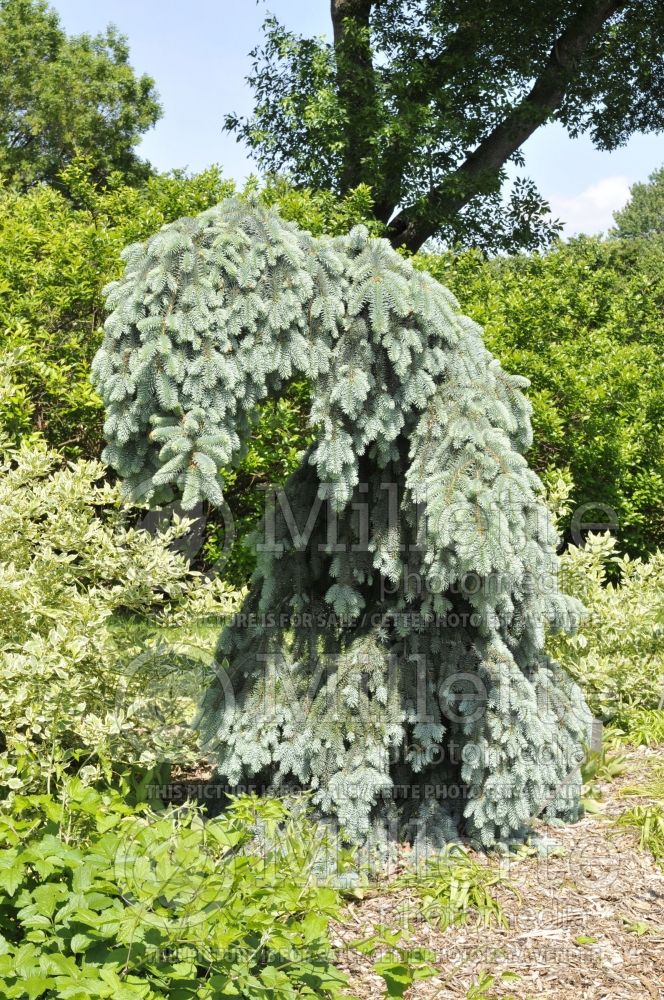 Picea Glauca Slenderina Pendula (Serbian spruce Mountain Spruce conifer) 1 