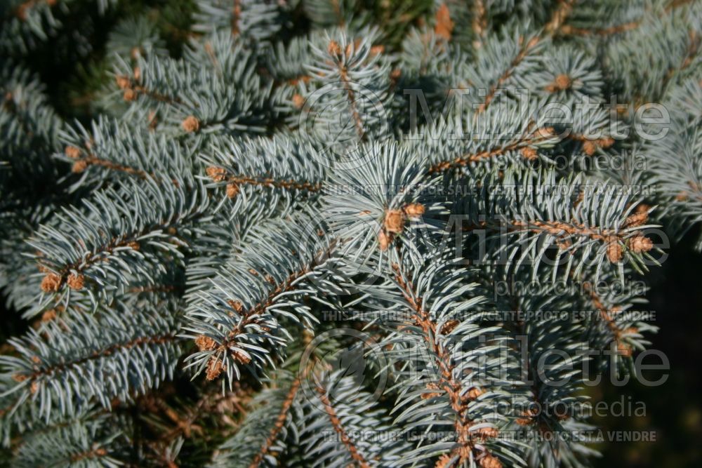 Picea Glauca Globosa (Spruce conifer)  3