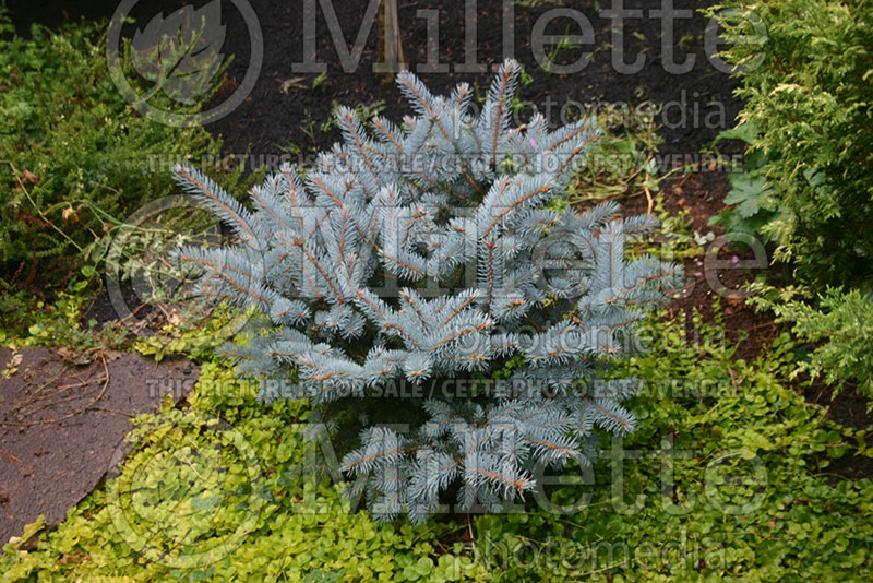 Picea Glauca Globosa (Spruce conifer)  6 