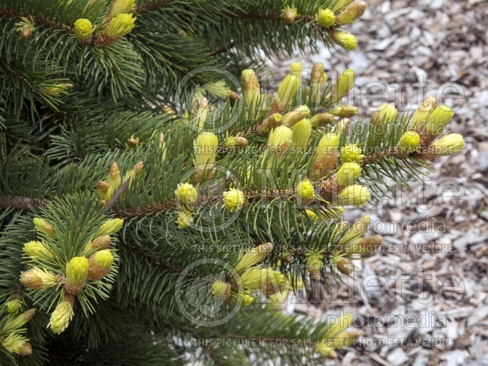 Picea Gebelle's Golden Springs (Serbian spruce Mountain Spruce conifer) 2 