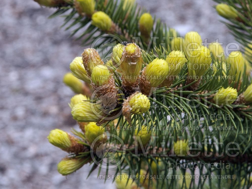 Picea Gebelle's Golden Springs (Serbian spruce Mountain Spruce conifer) 3 