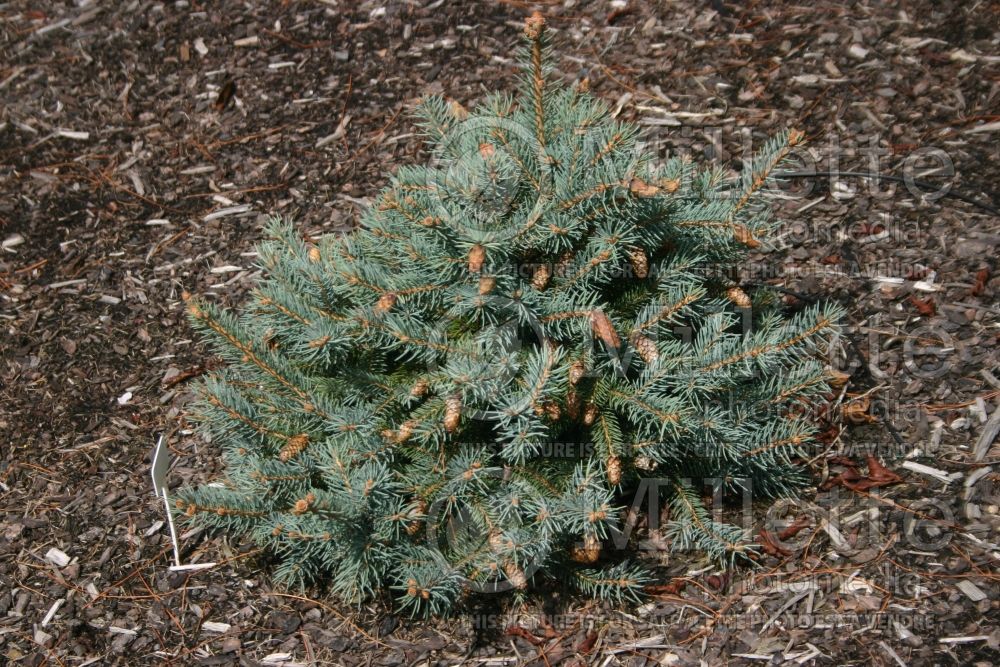 Picea Hermann Naue (Spruce conifer) 1