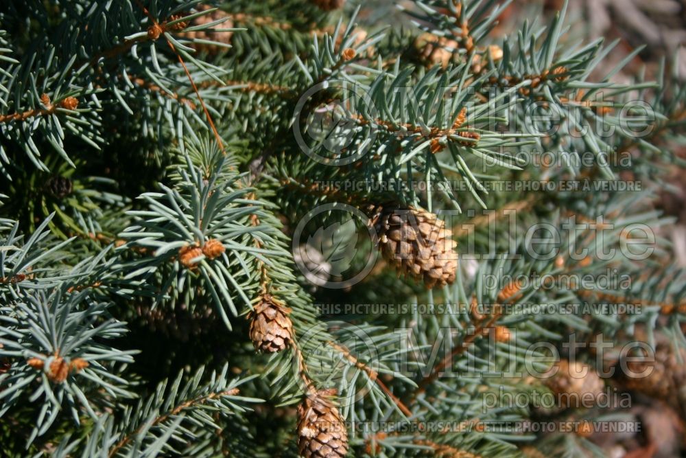 Picea Hermann Naue (Spruce conifer) 3