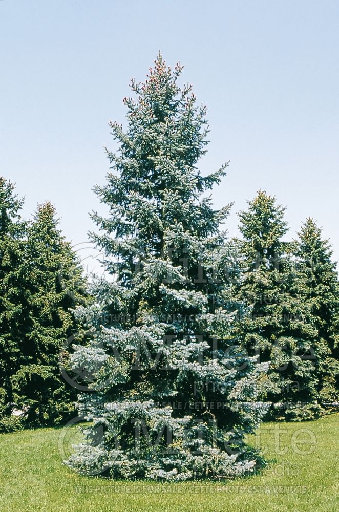 Picea Hoopsii (Serbian spruce Mountain Spruce conifer) 5