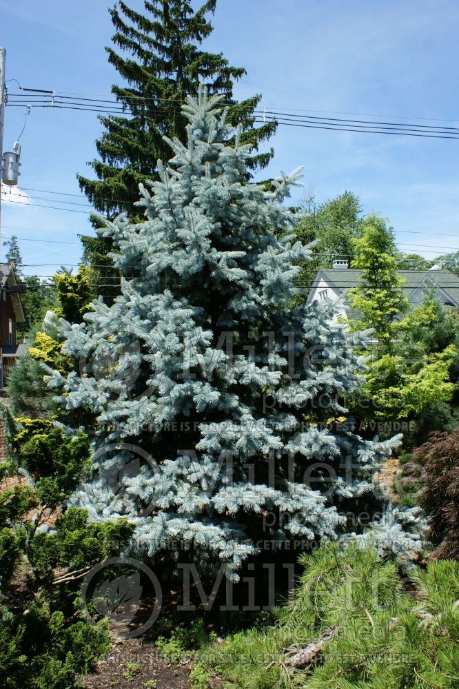 Picea Hoopsii (Serbian spruce Mountain Spruce conifer) 6