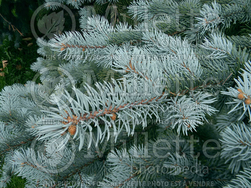 Picea Hoopsii (Serbian spruce Mountain Spruce conifer) 1