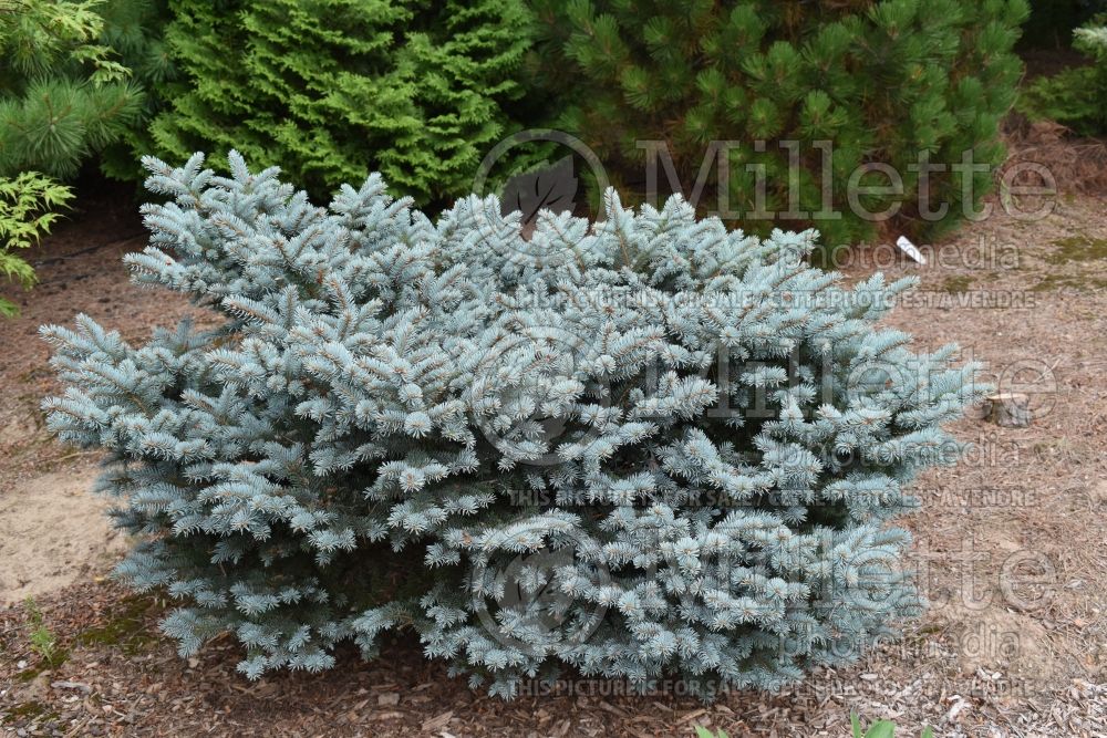 Picea Hunnewelliana (Serbian spruce Mountain Spruce conifer) 5 
