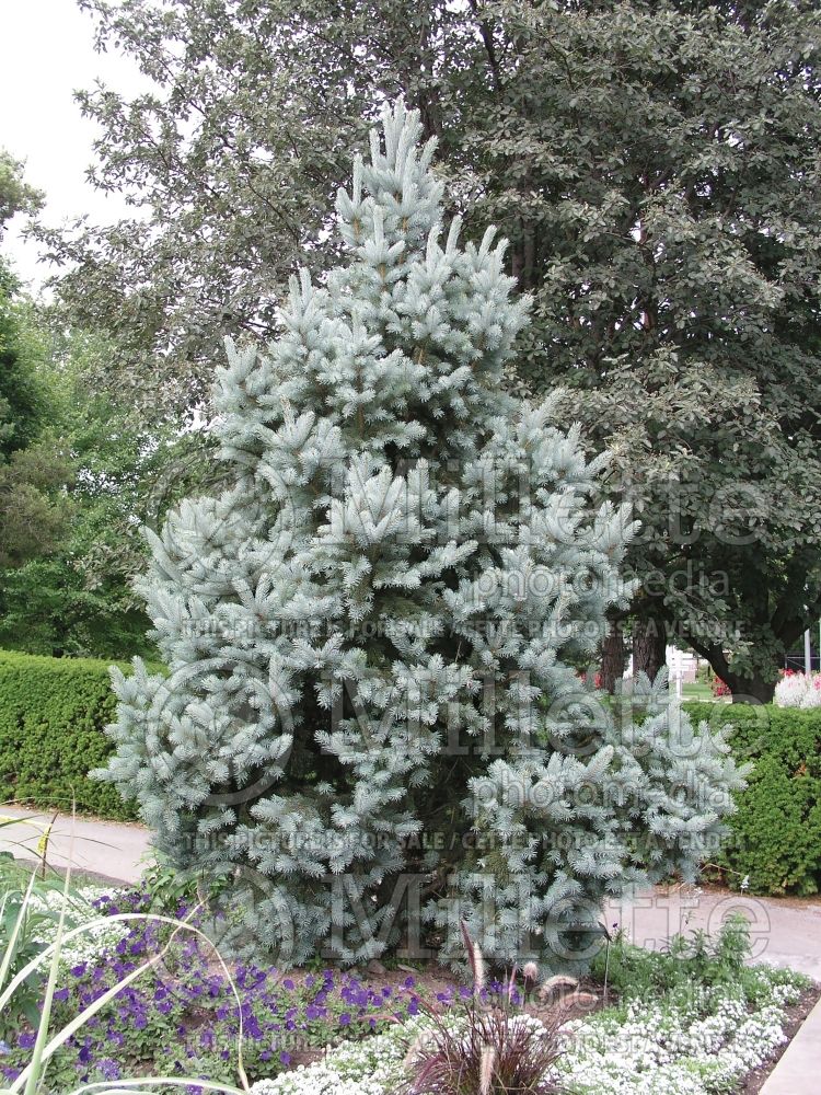 Picea Iseli Fastigiata (Blue Colorado Spruce conifer - épinette) 2 