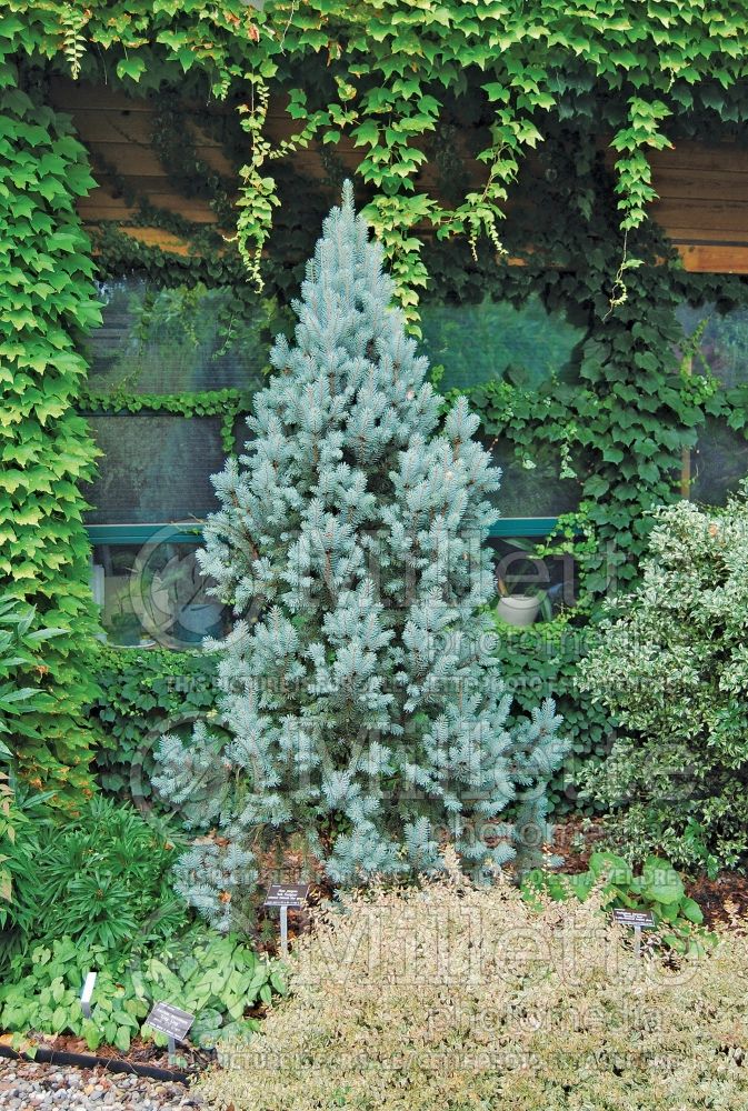 Picea Iseli Fastigiata (Blue Colorado Spruce conifer - épinette) 1 