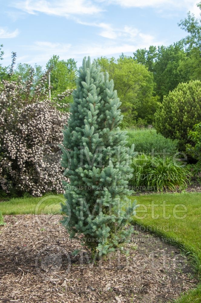 Picea Iseli Fastigiata (Mountain Spruce conifer - épinette) 3 