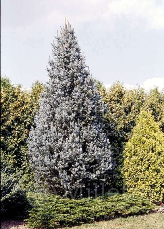 Picea Iseli Fastigiata (Mountain Spruce conifer - épinette) 9