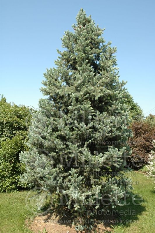 Picea Iseli Fastigiata (Mountain Spruce conifer - épinette) 11