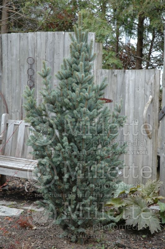 Picea Iseli Fastigiata (Mountain Spruce conifer - épinette) 10