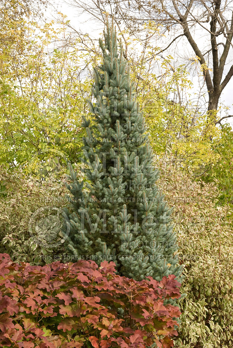 Picea Iseli Fastigiata (Mountain Spruce conifer - épinette) 5 