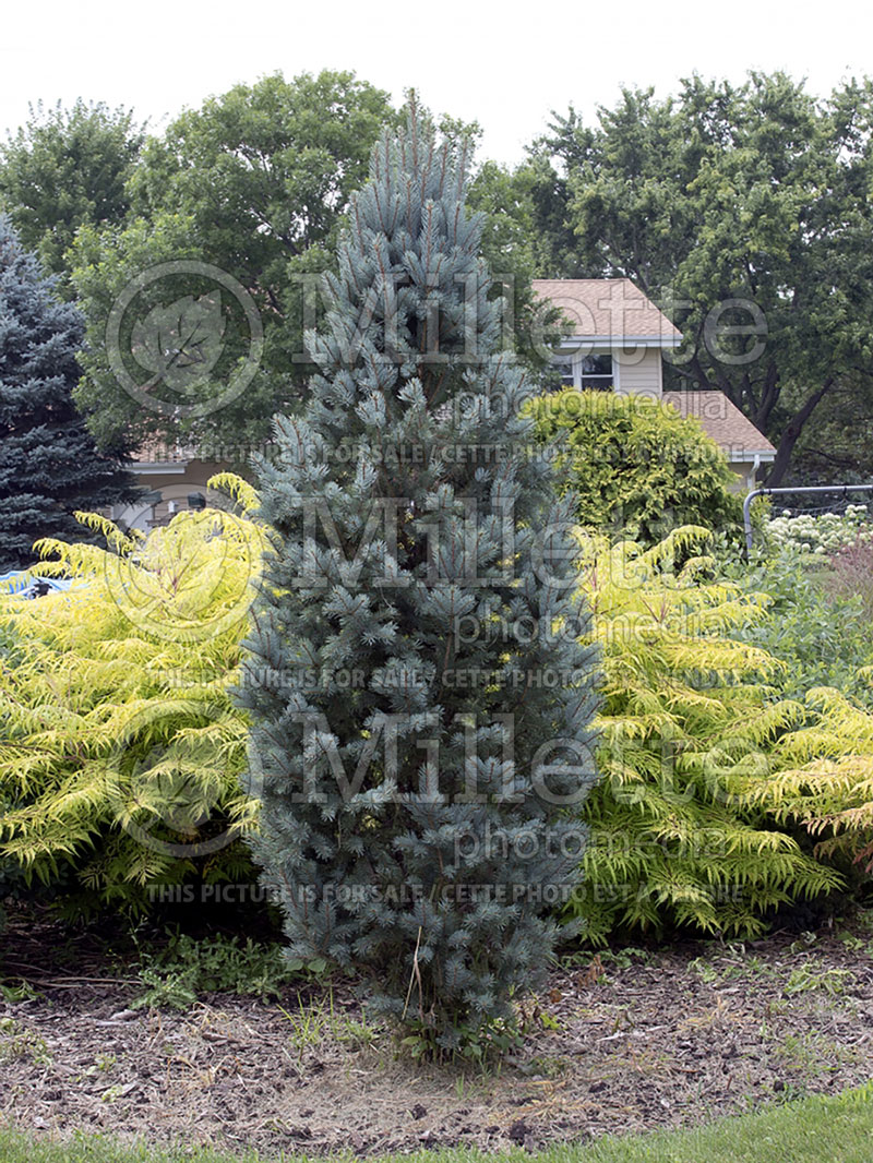 Picea Iseli Fastigiata (Mountain Spruce conifer - épinette) 7