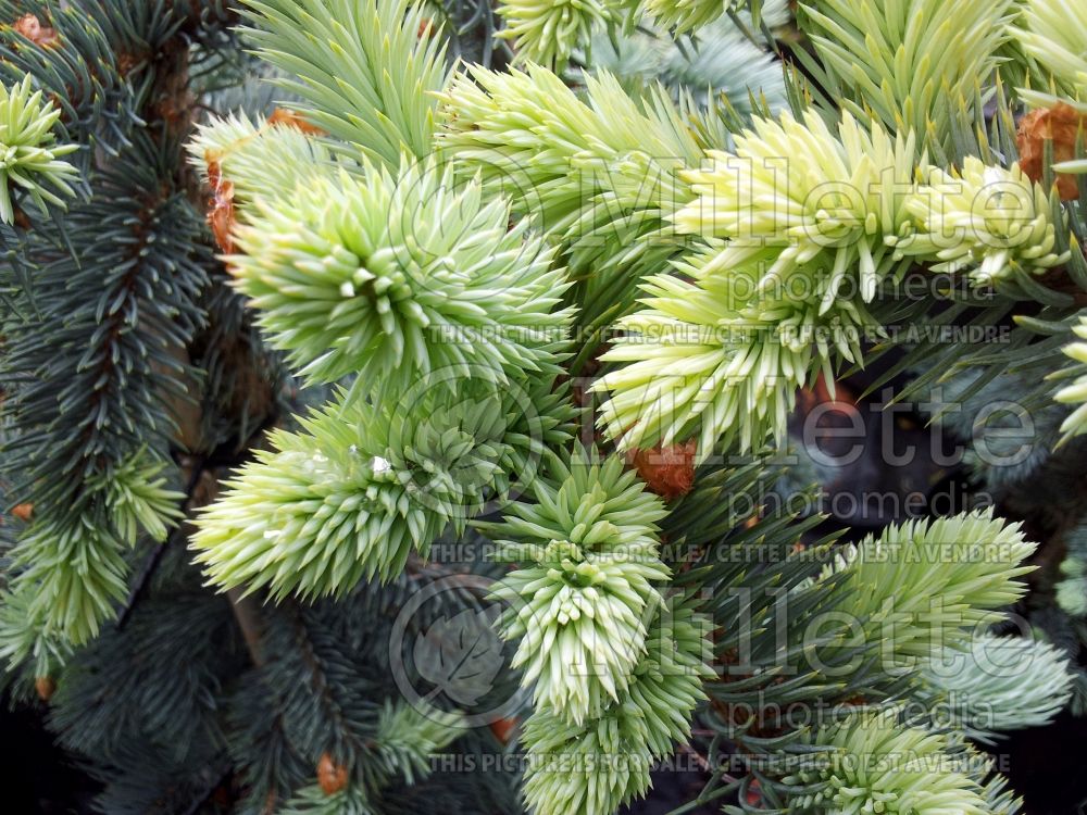 Picea Koster (Dwarf White Spruce conifer) 1