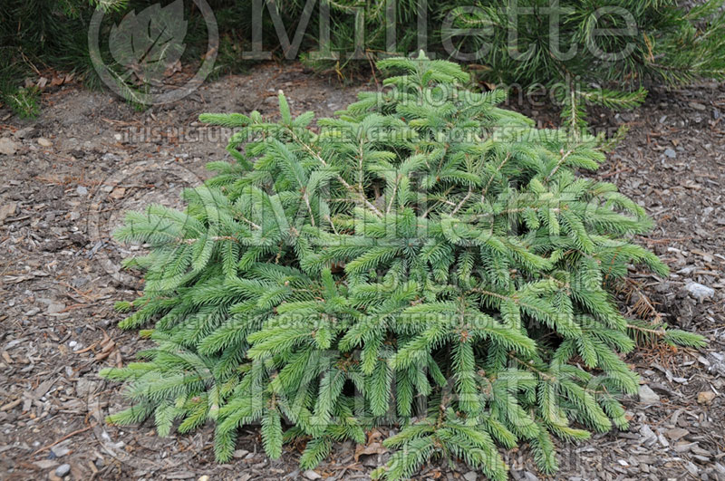 Picea Mesa Verde (Serbian spruce Mountain Spruce conifer) 1 