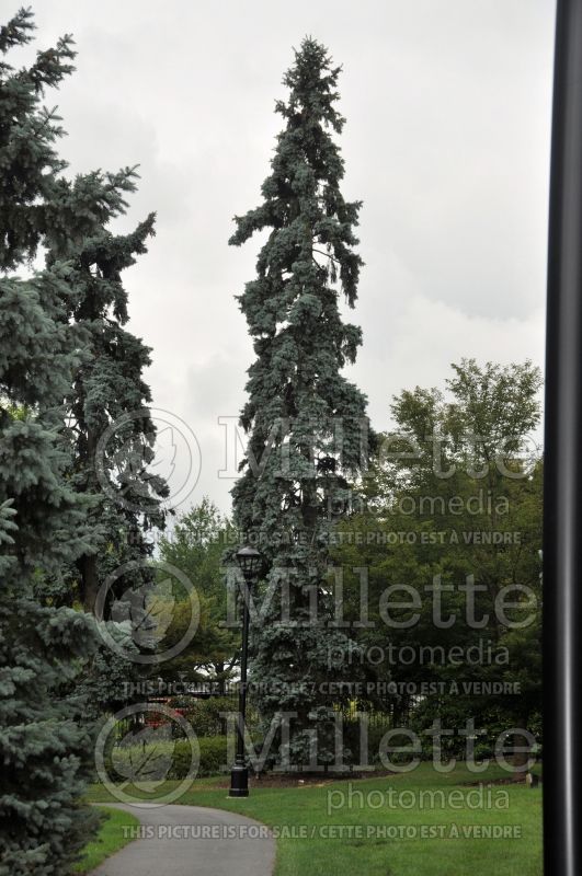 Picea Moerheimii (Serbian spruce Mountain Spruce conifer) 1 