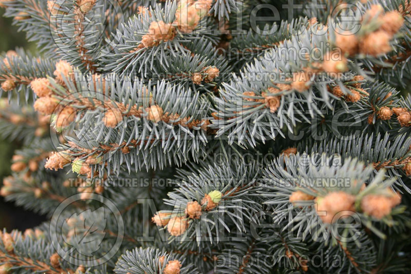 Picea Montgomery (Serbian spruce Mountain Spruce conifer) 11 