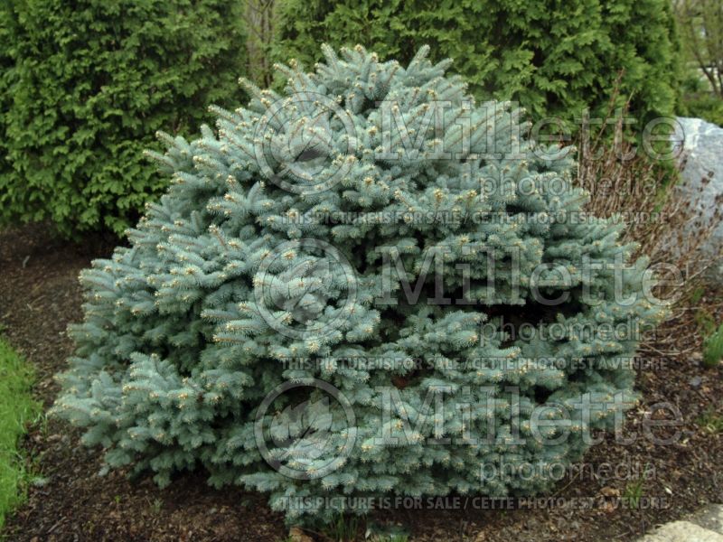 Picea Montgomery (Serbian spruce Mountain Spruce conifer) 13 