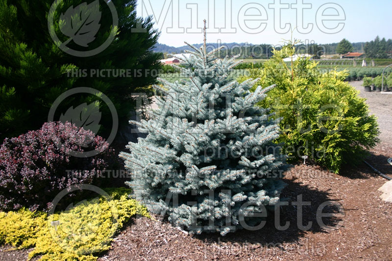 Picea Montgomery (Serbian spruce Mountain Spruce conifer) 3 