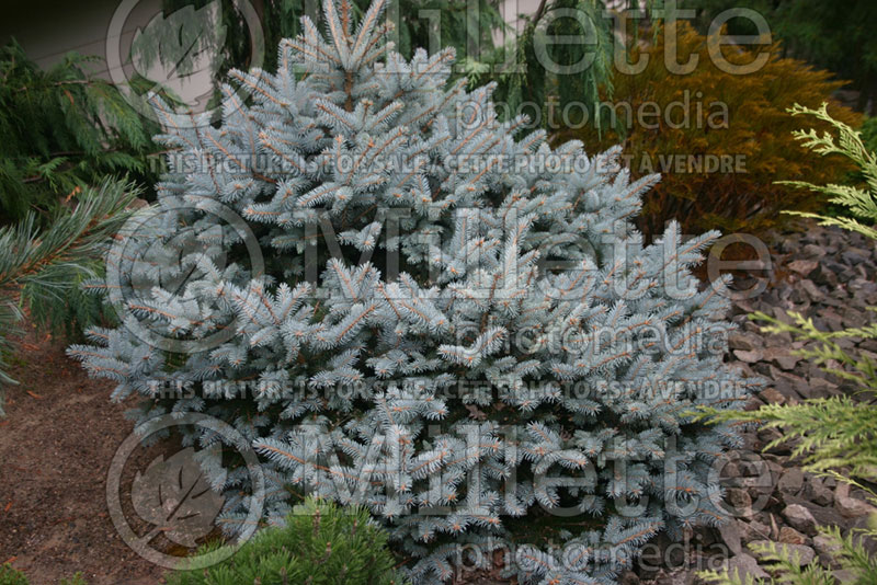 Picea Montgomery (Serbian spruce Mountain Spruce conifer) 4 