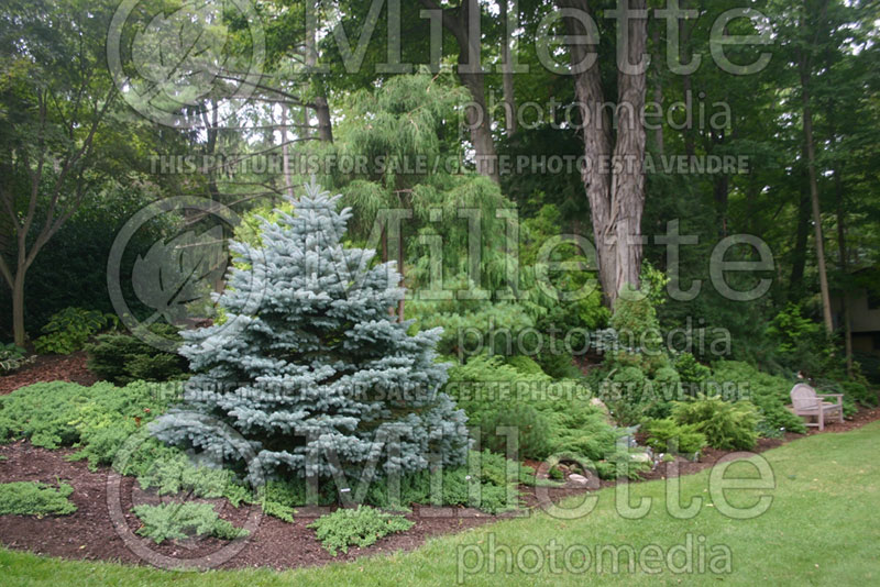 Picea Montgomery (Serbian spruce Mountain Spruce conifer) 5 