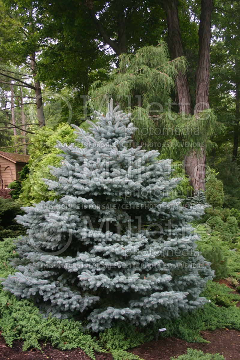 Picea Montgomery (Serbian spruce Mountain Spruce conifer) 6 