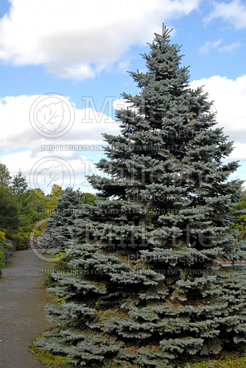 Picea Montgomery (Serbian spruce Mountain Spruce conifer) 12 